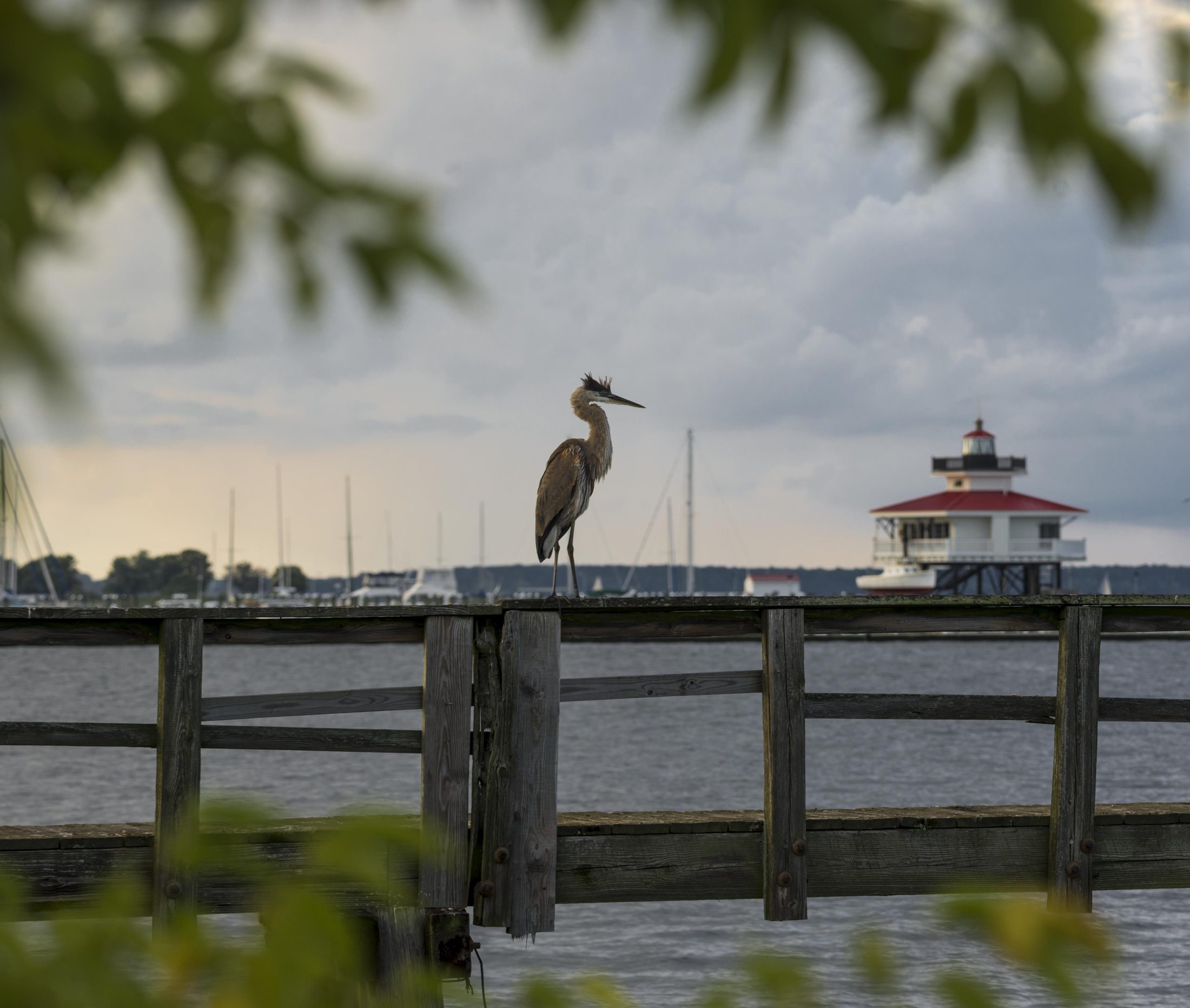 The Wildlife Drive