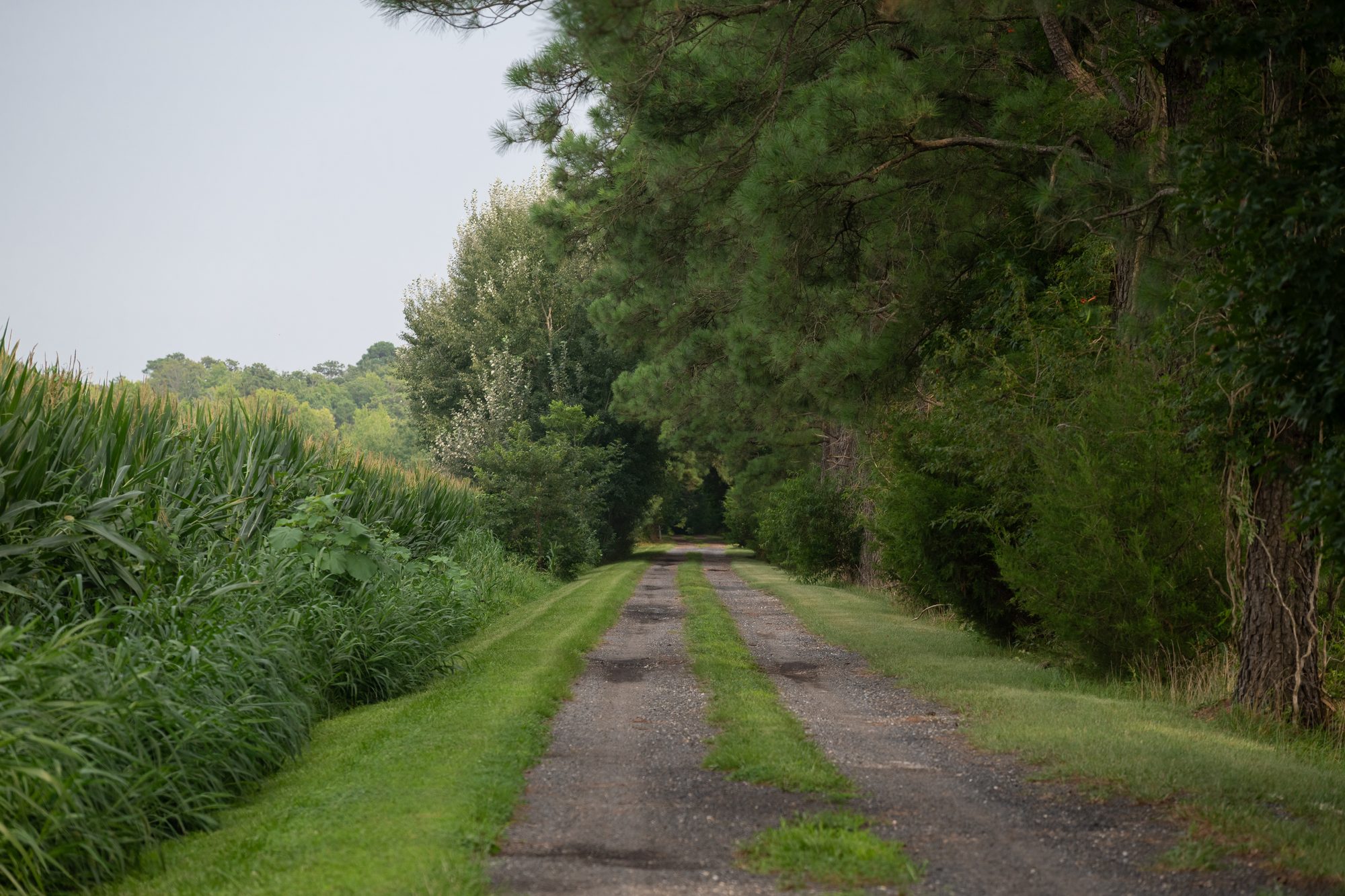 The third-of-a-mile dirt and gravel drive leading in to the house